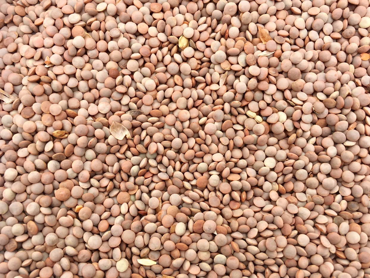 88mt Feed Lentils Grain & Seed Lentils For Sale